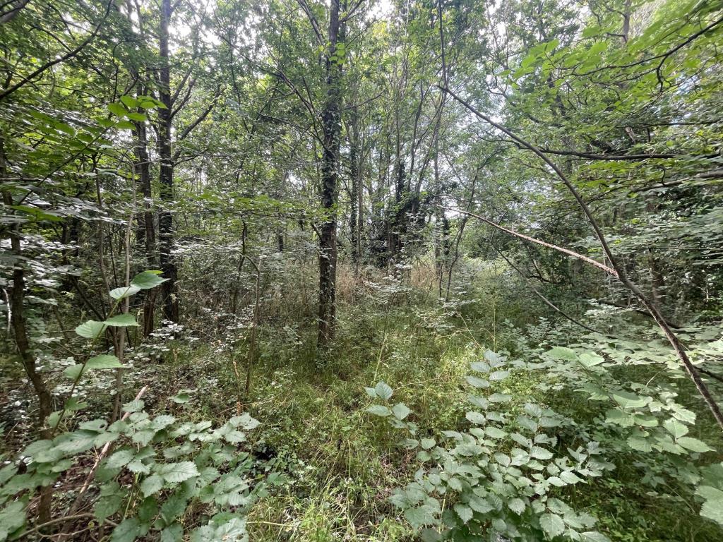 Lot: 27 - APPROX THREE ACRES OF FREEHOLD LAND - Example of the overgrown nature of the land